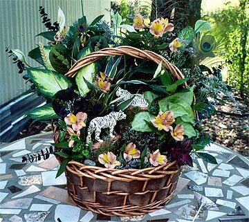 Dieffenbachia